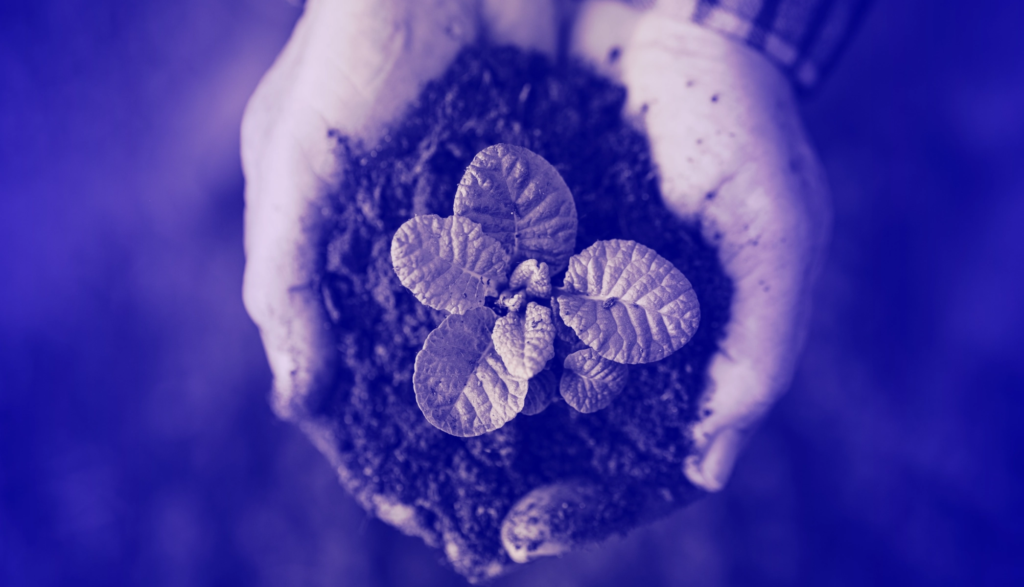 Hands holding soil with a young green plant, symbolizing sustainable growth and intentional marketing.
